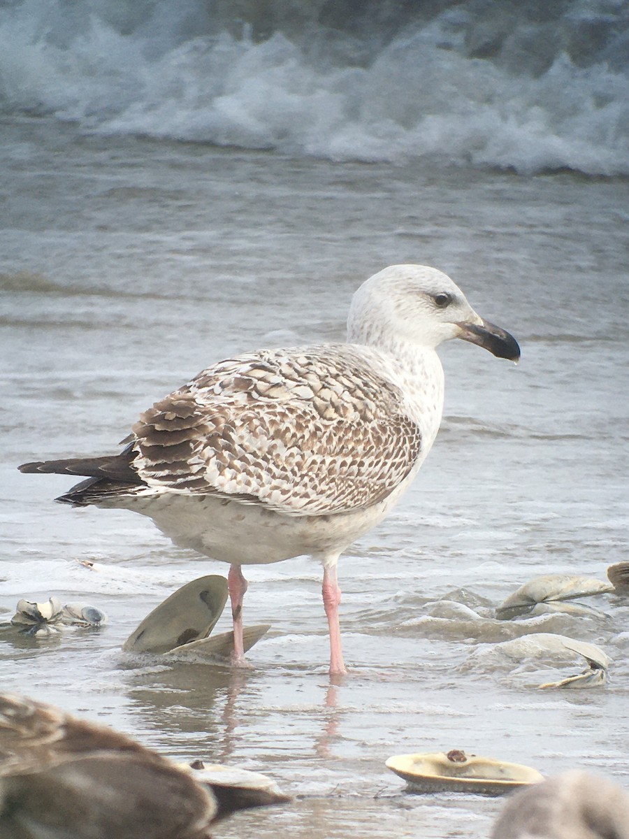 gull sp. - ML650388305