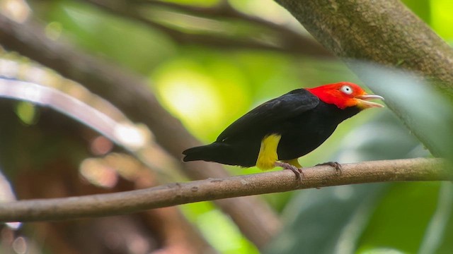 Red-capped Manakin - ML650388334