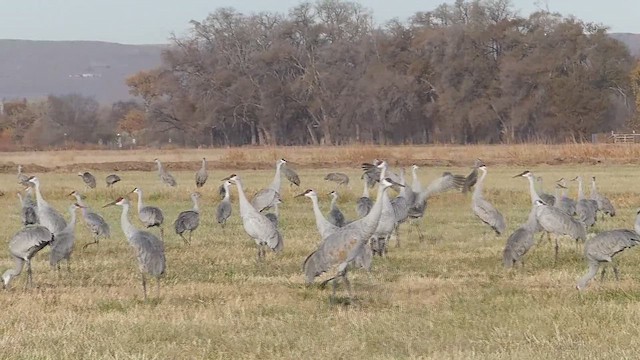 kanadatrane - ML650388352