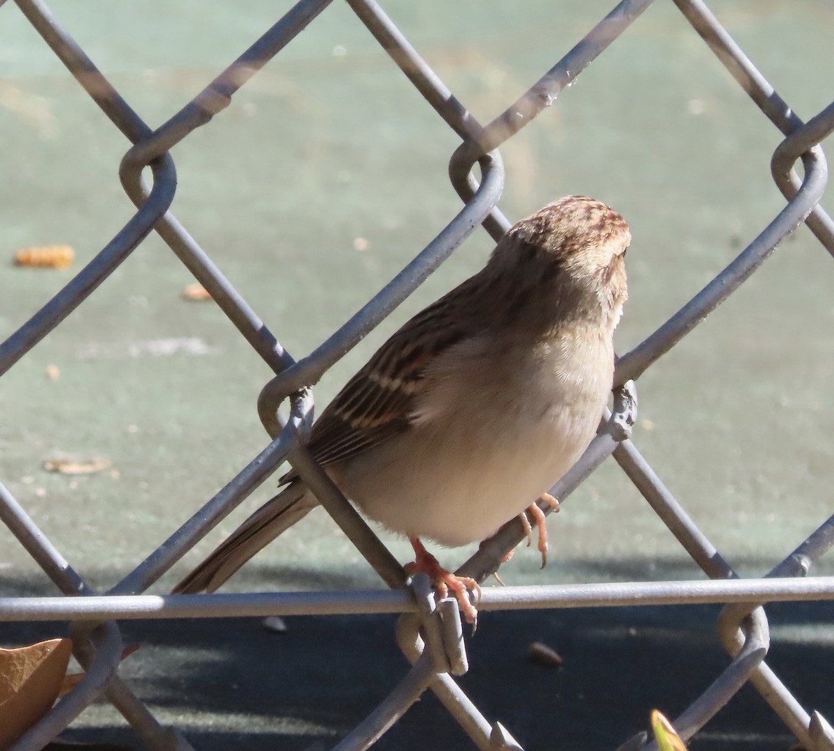 Chingolo Cejiblanco - ML650388477