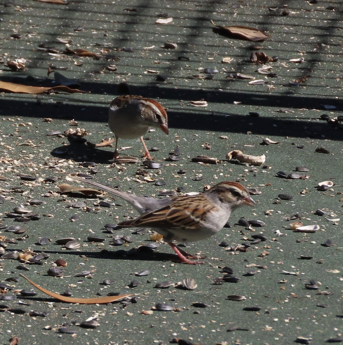 Chingolo Cejiblanco - ML650388478