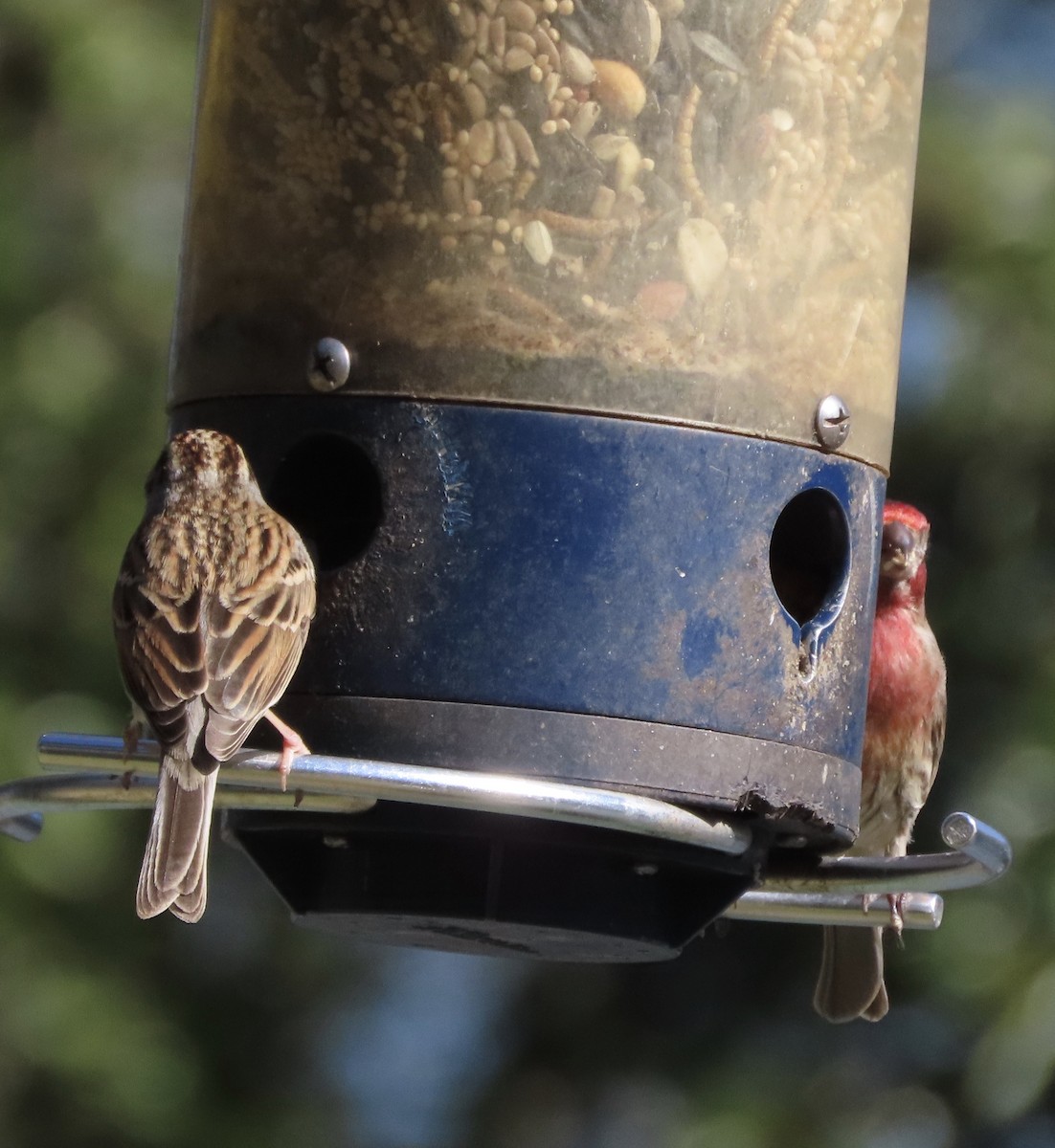 Chingolo Cejiblanco - ML650388480