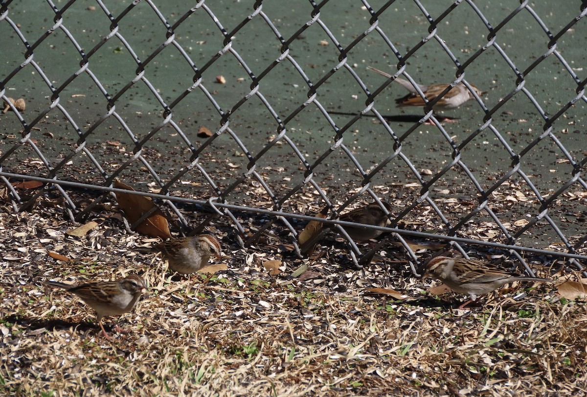 Chingolo Cejiblanco - ML650388484