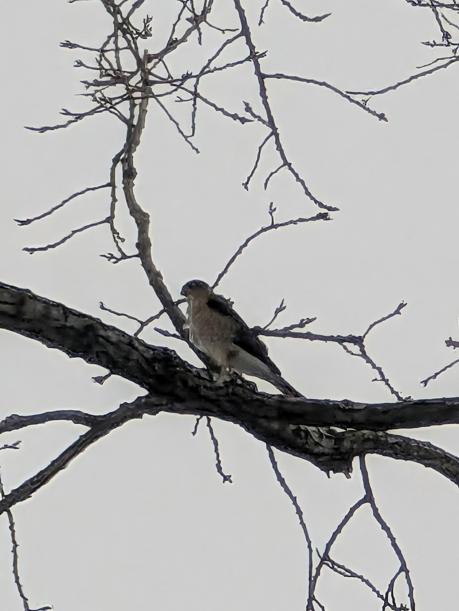 Cooper's Hawk - ML650388581