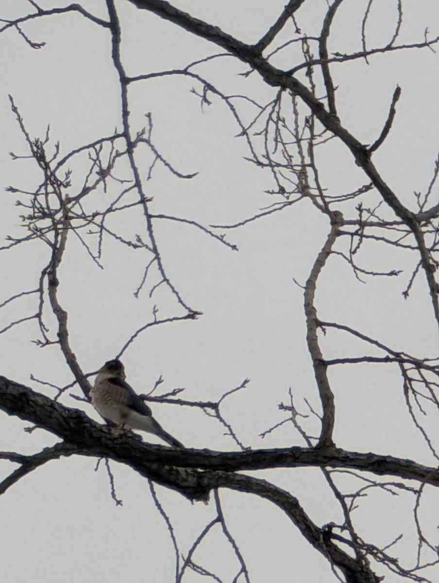 Cooper's Hawk - ML650388582