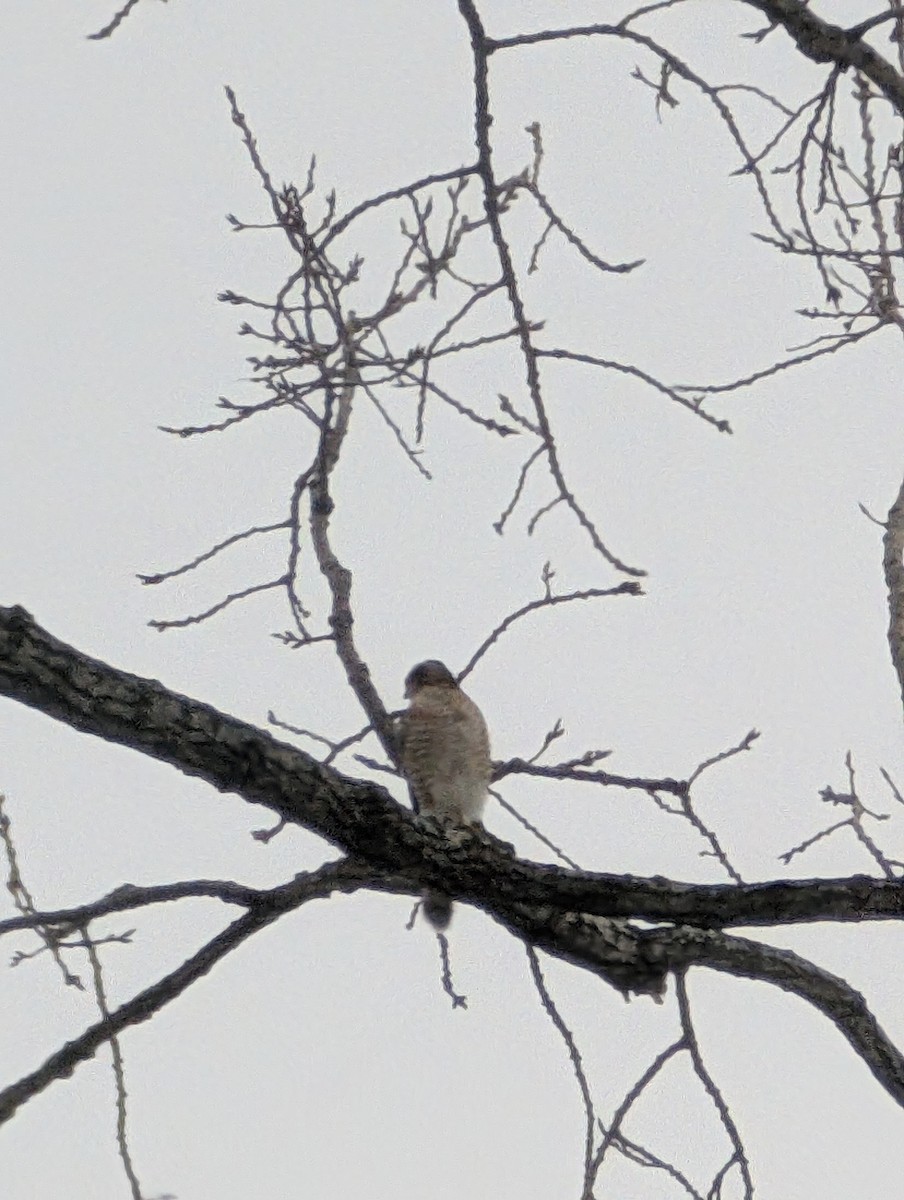Cooper's Hawk - ML650388583
