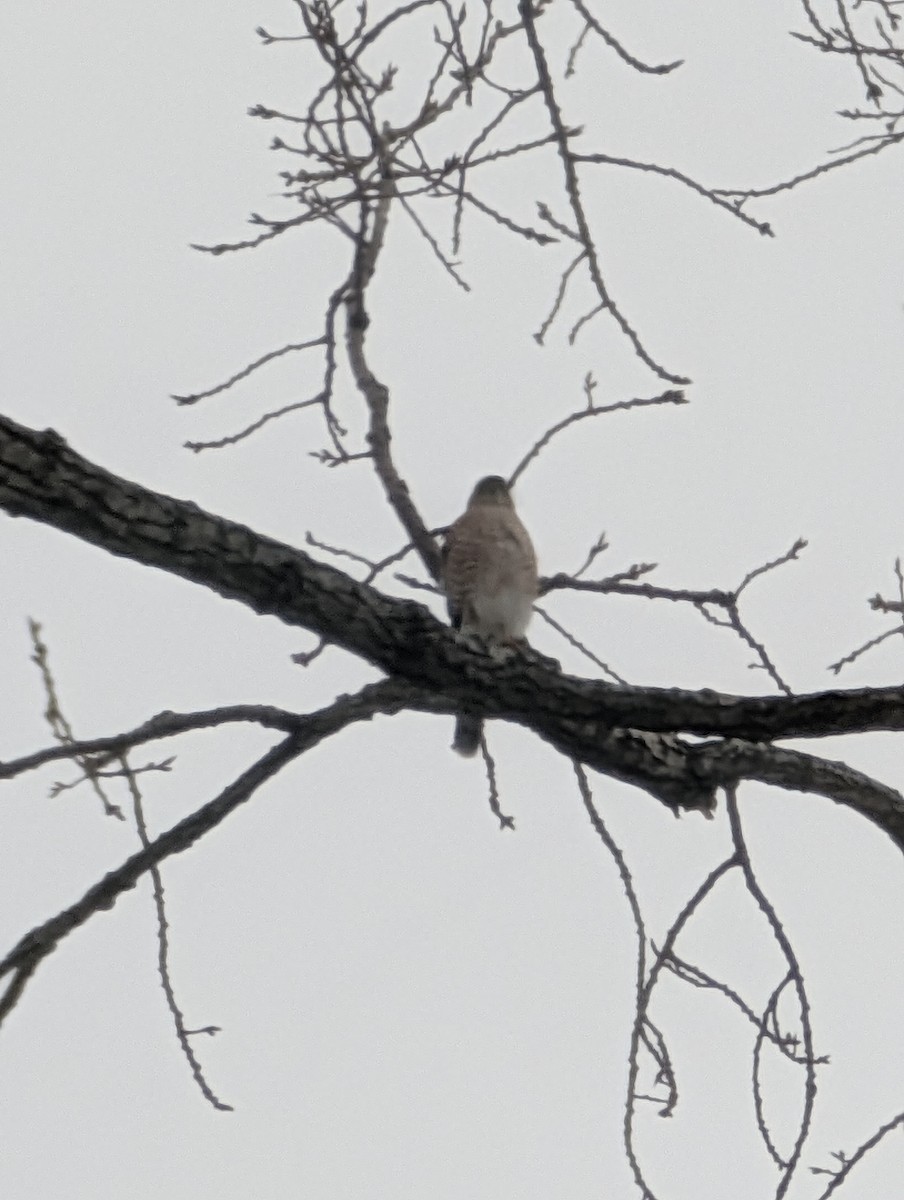 Cooper's Hawk - ML650388584