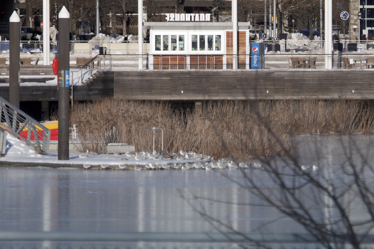 Halkalı Martı - ML650388660