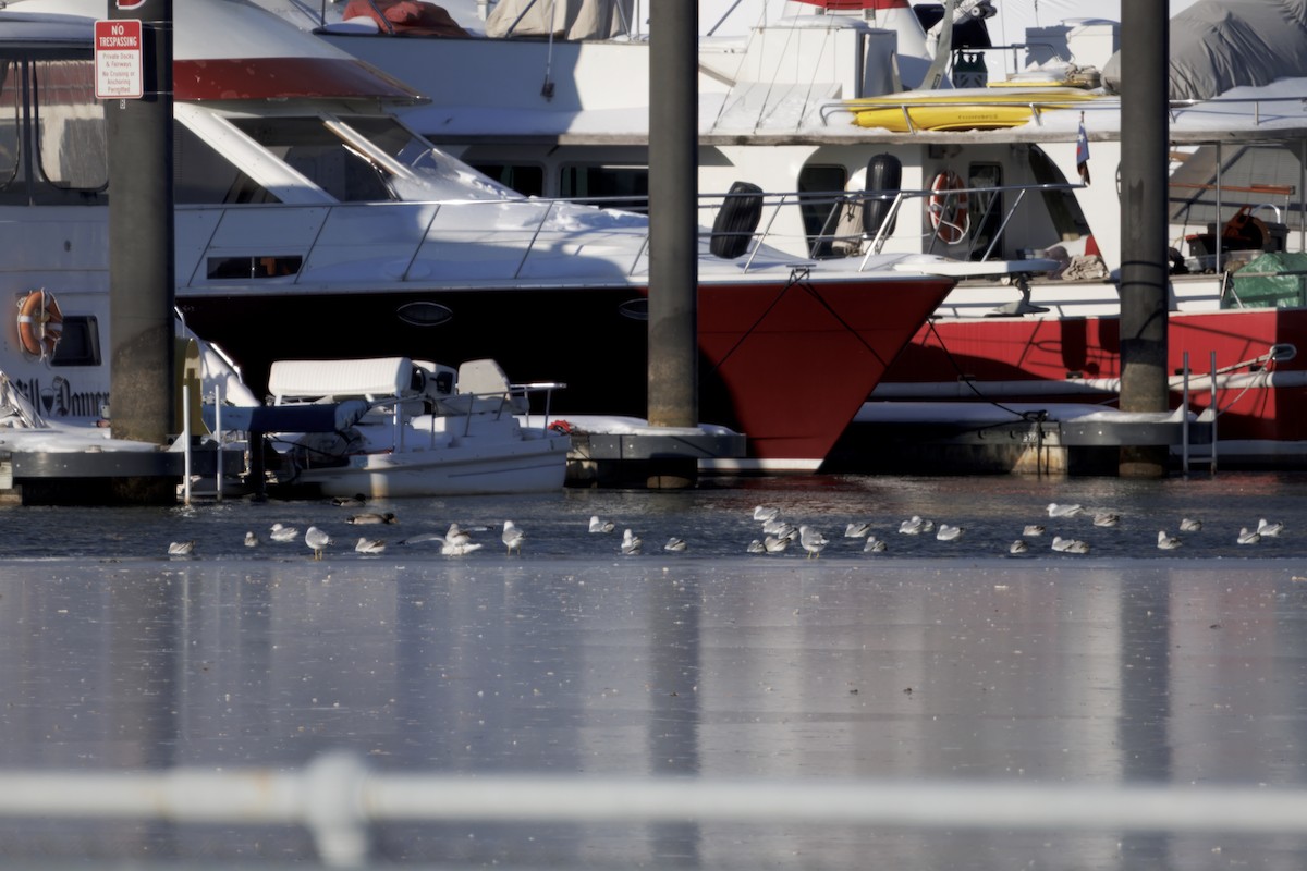 Halkalı Martı - ML650388717