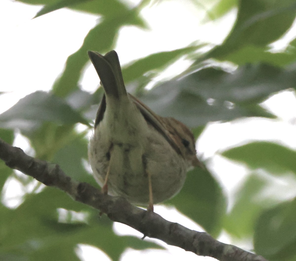 Chingolo Cejiblanco - ML650388749
