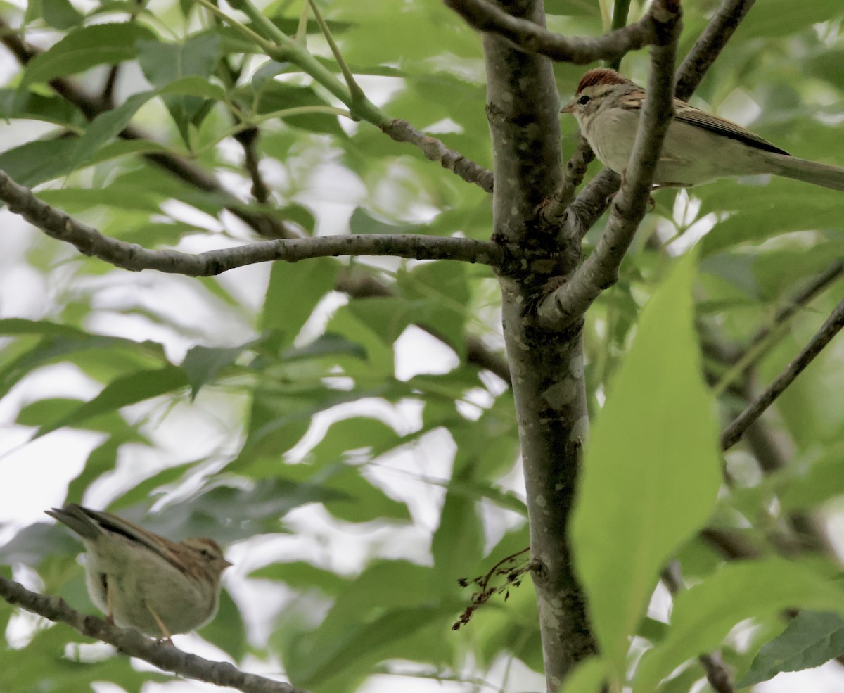 Chingolo Cejiblanco - ML650388750