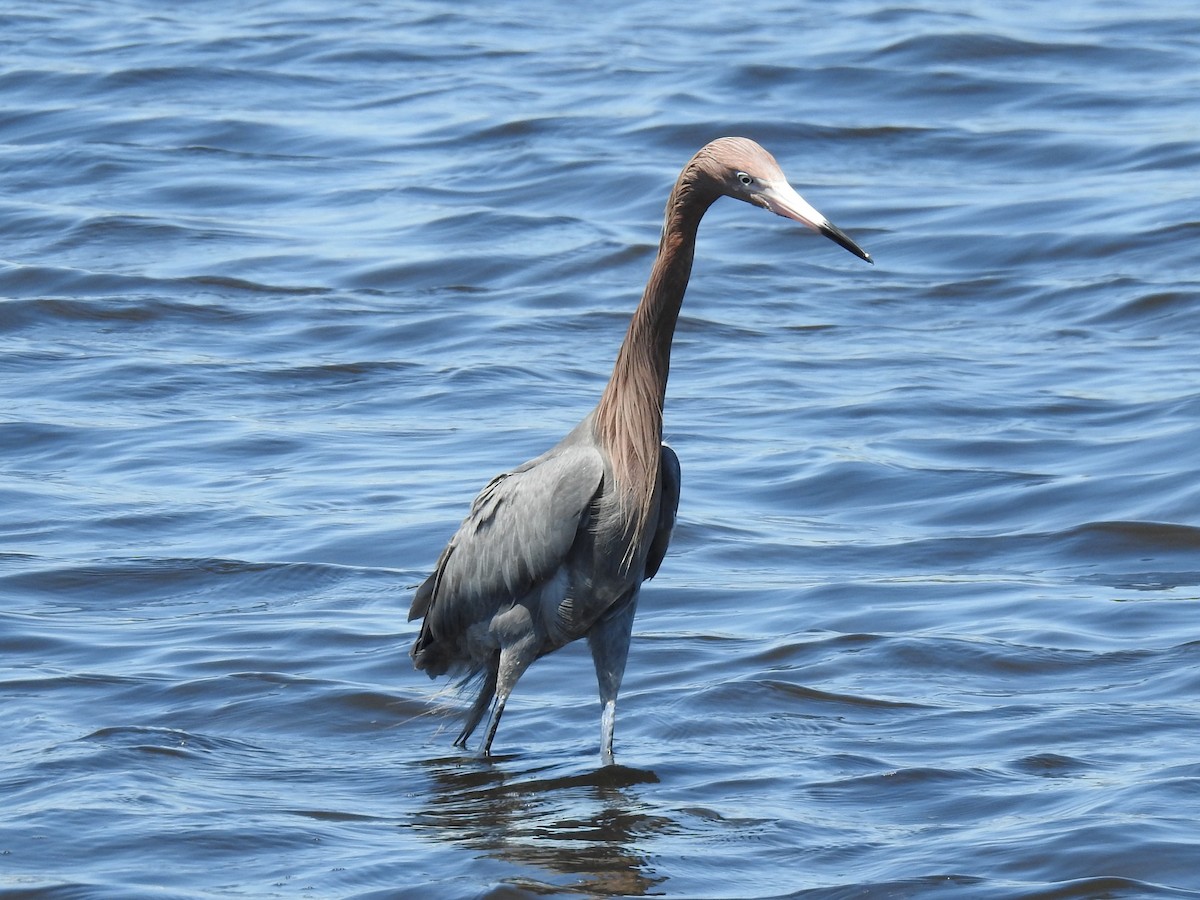 Reddish Egret - ML650388780