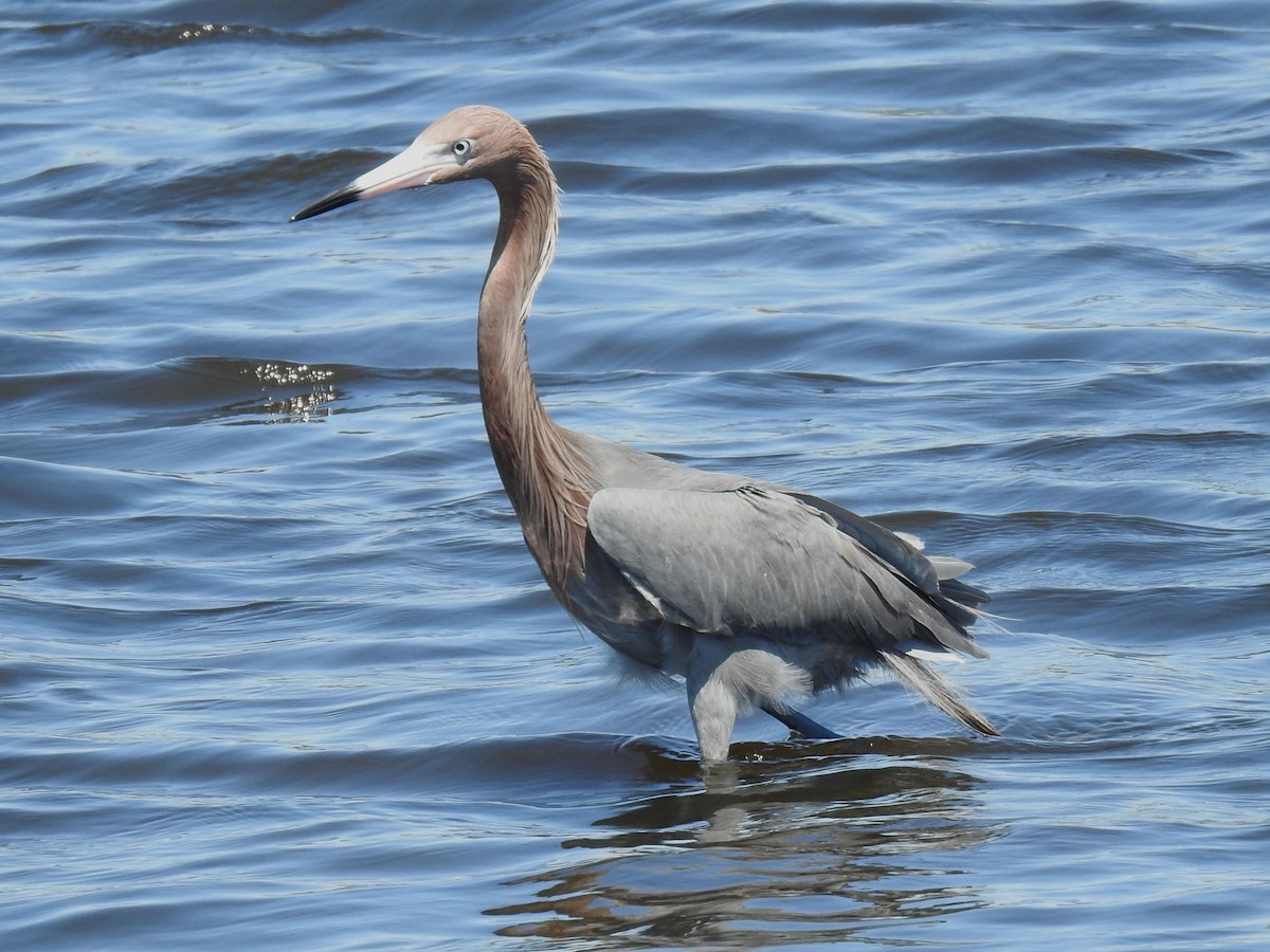 Reddish Egret - ML650388781
