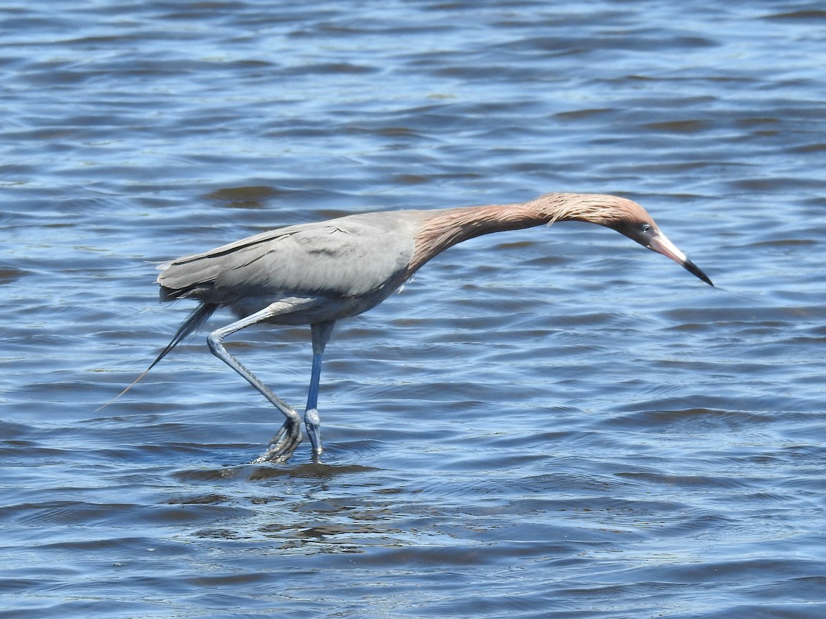 Reddish Egret - ML650388782