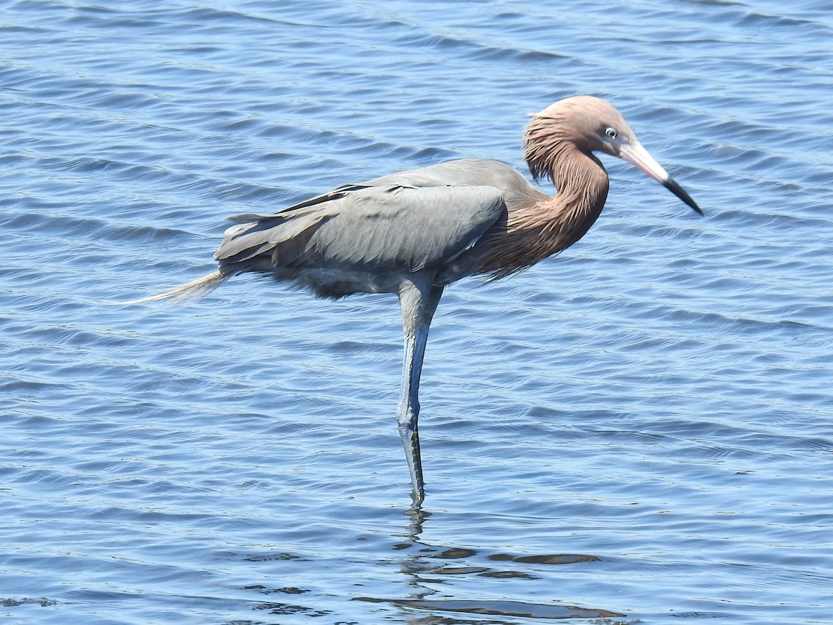 Reddish Egret - ML650388788