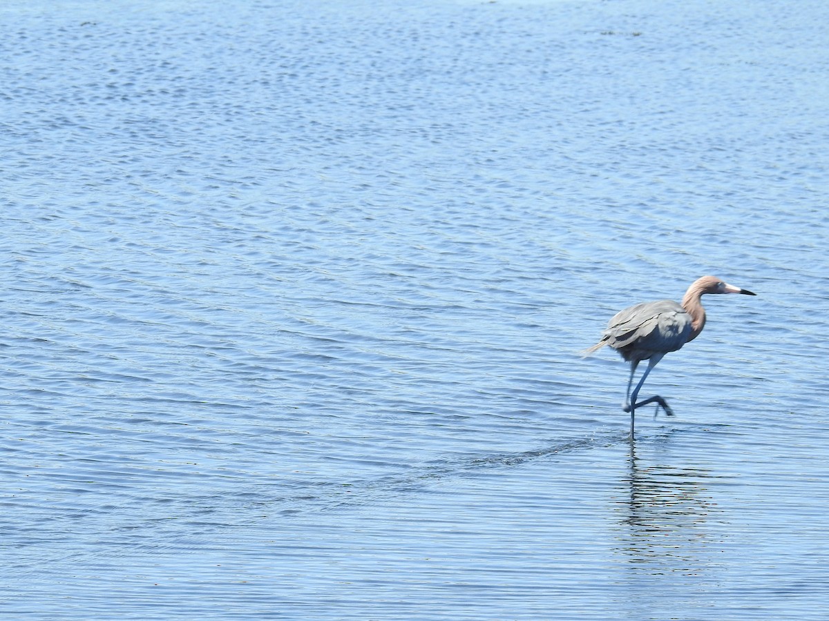 Reddish Egret - ML650388789