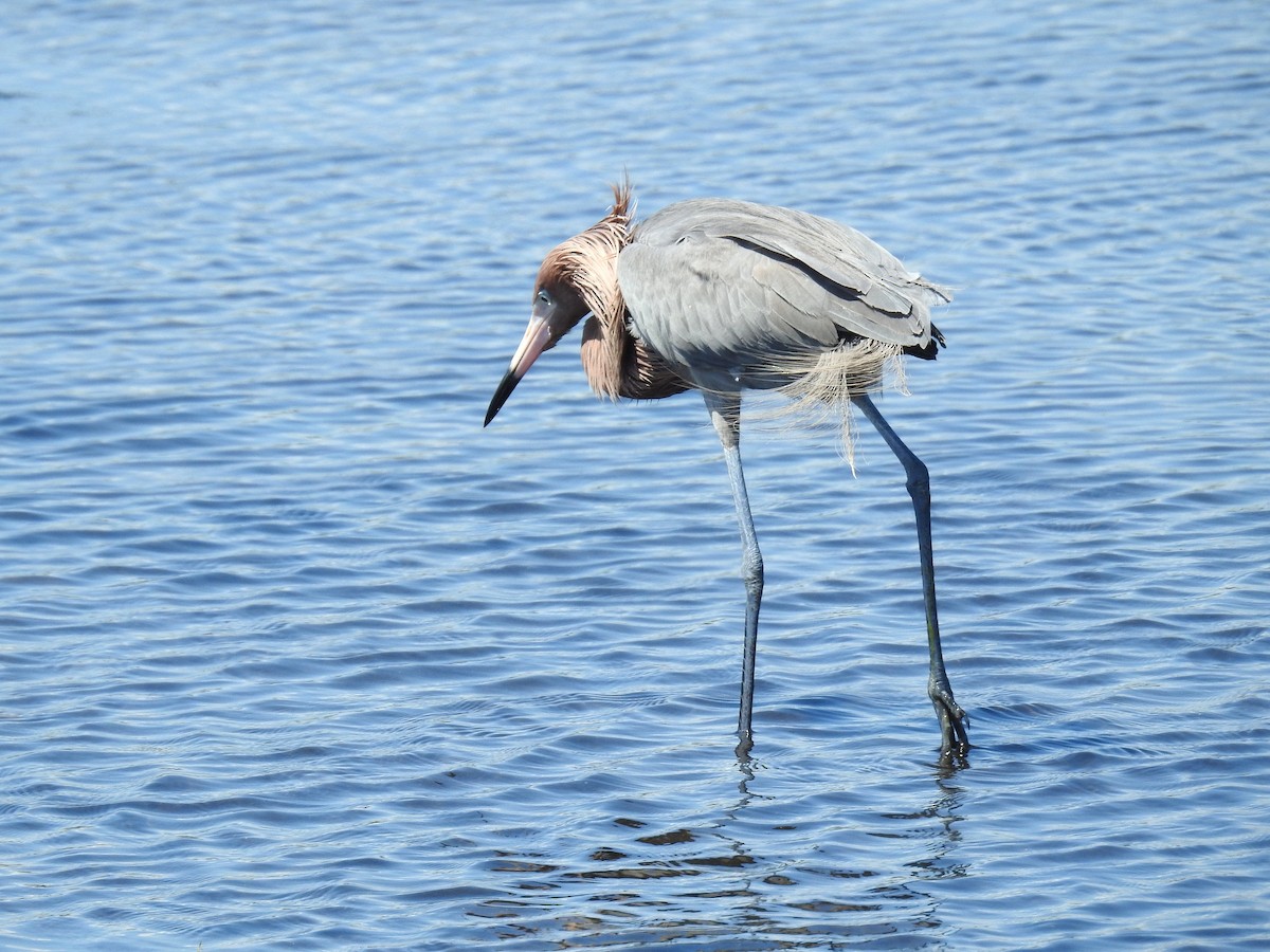 Reddish Egret - ML650388790