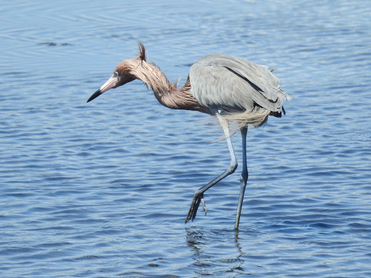 Reddish Egret - ML650388795