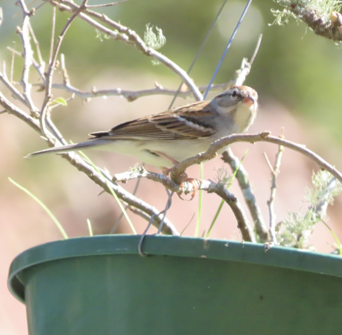 Chingolo Cejiblanco - ML650388914