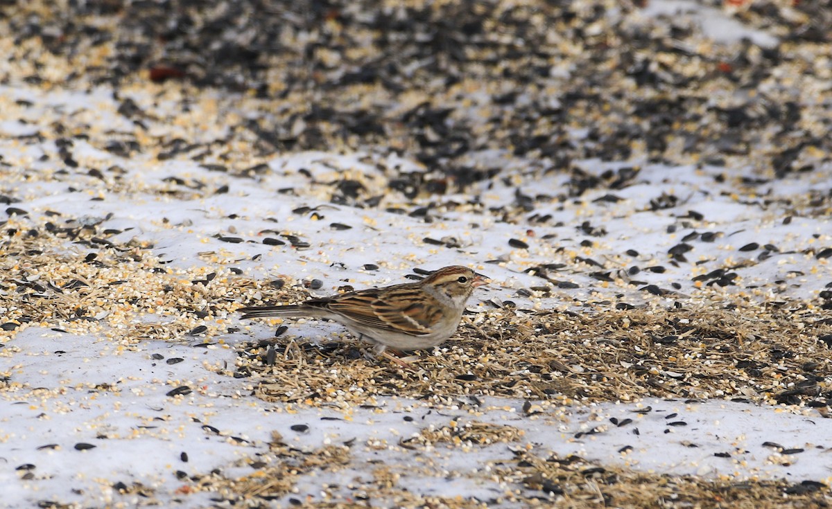 Chingolo Cejiblanco - ML650388949