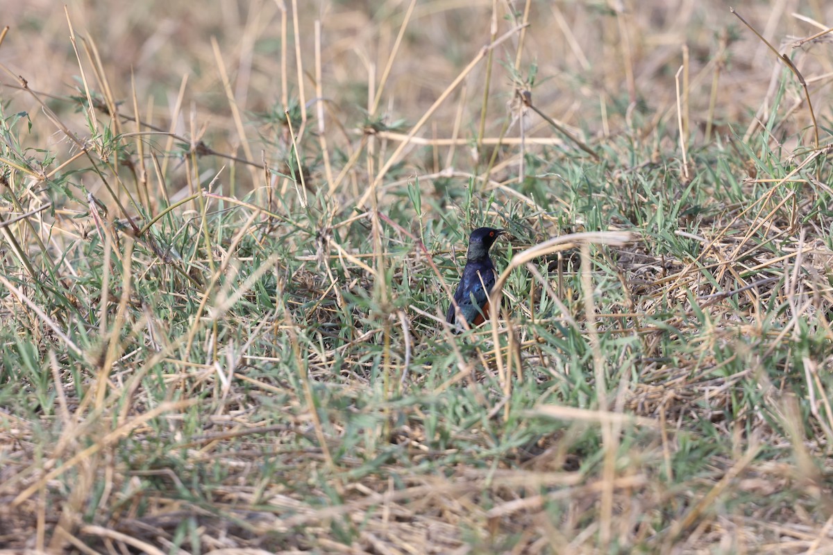 Hildebrandt's Starling - ML650389003
