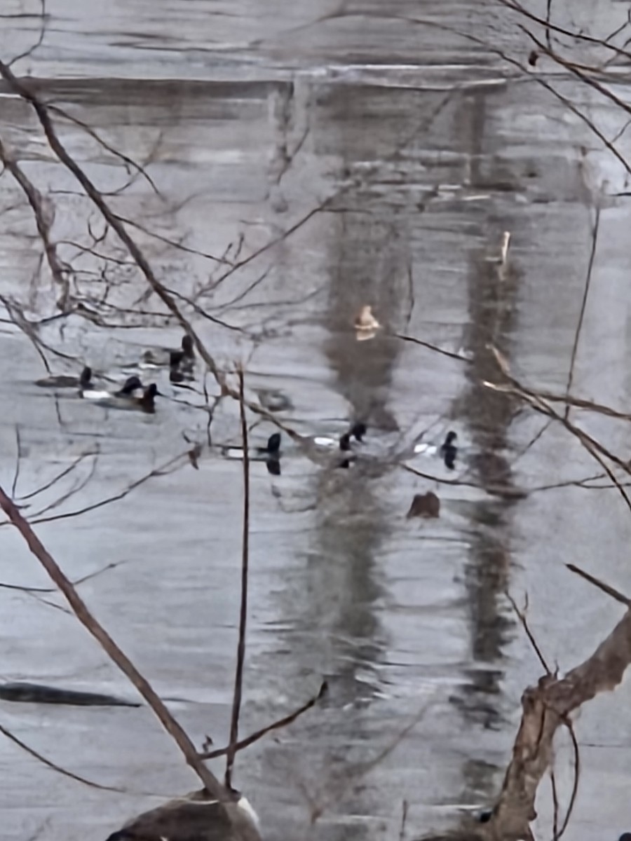 クビワキンクロ - ML650389177