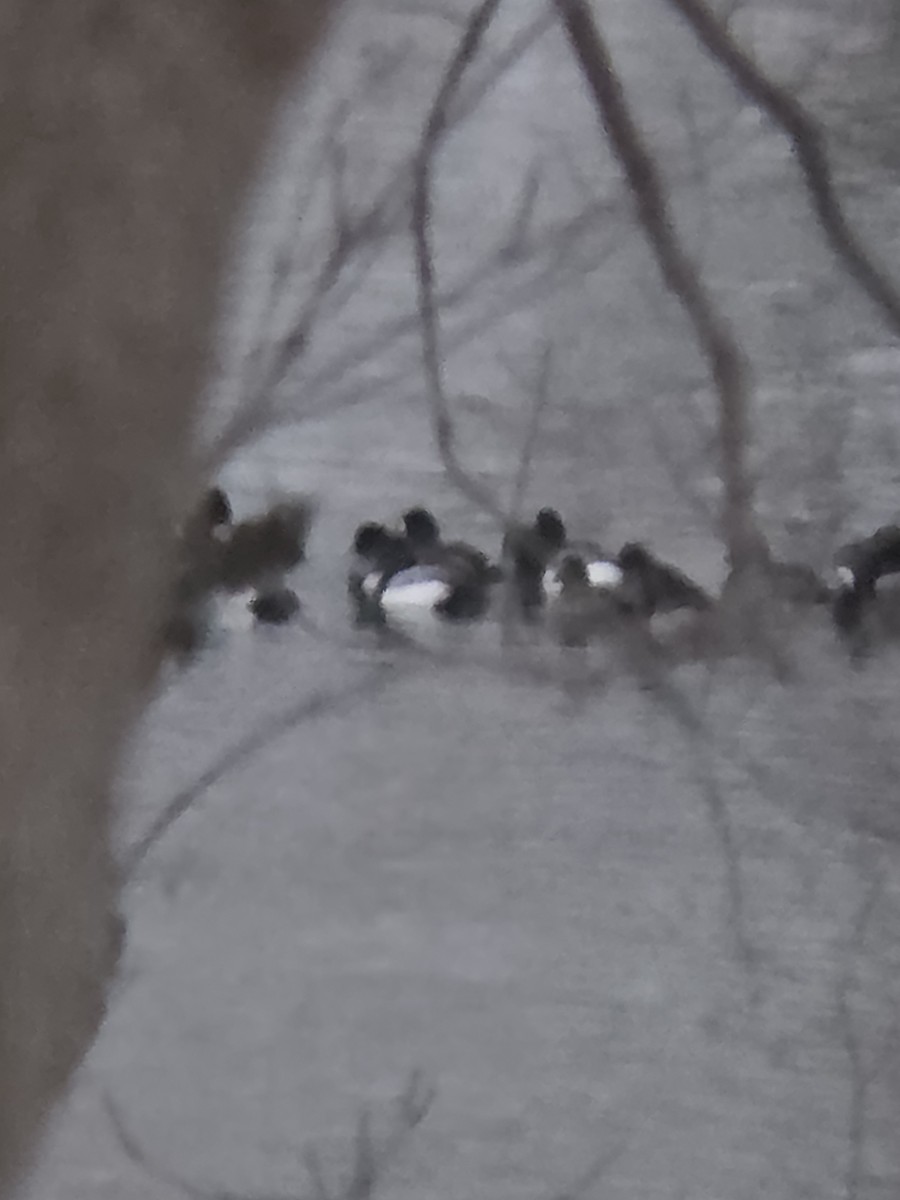 クビワキンクロ - ML650389178