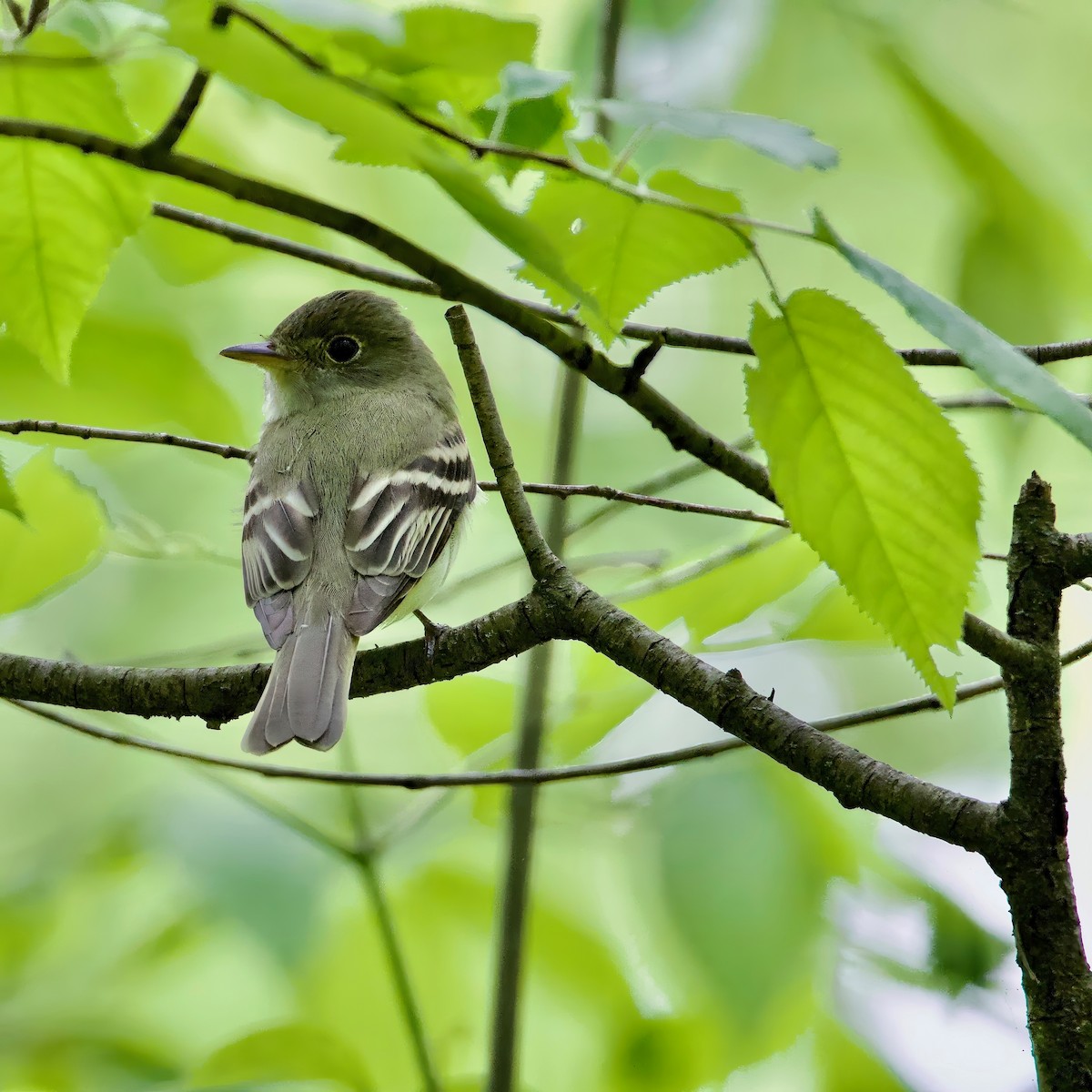 Acadian Flycatcher - ML650389291