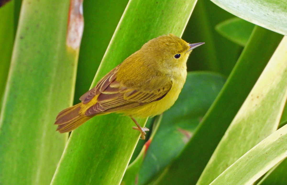 Northern/Mangrove Yellow Warbler - ML650389366