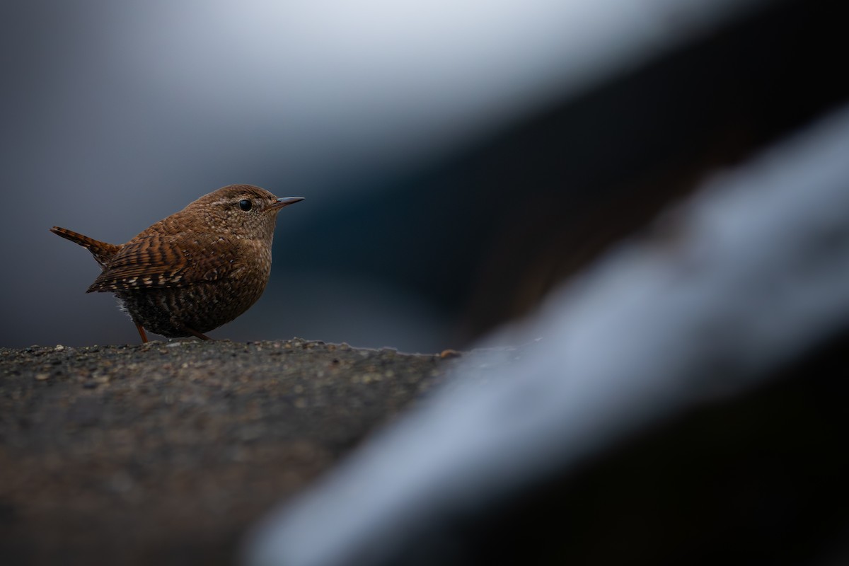 střízlík kanadský - ML650389400