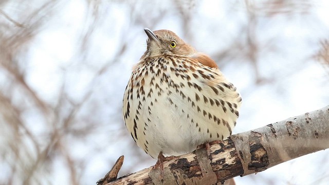 チャイロツグミモドキ - ML650389442