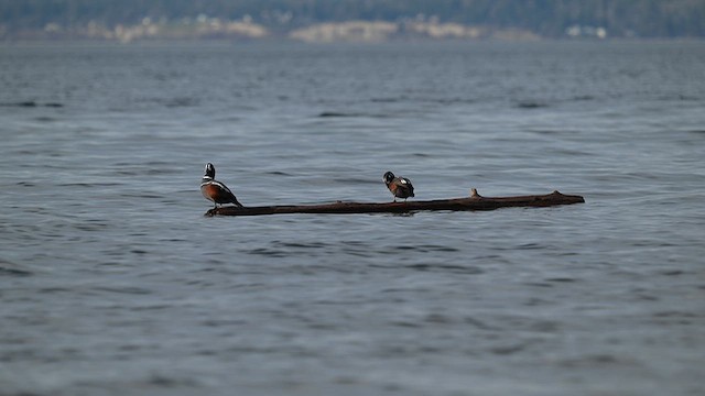 シノリガモ - ML650389525