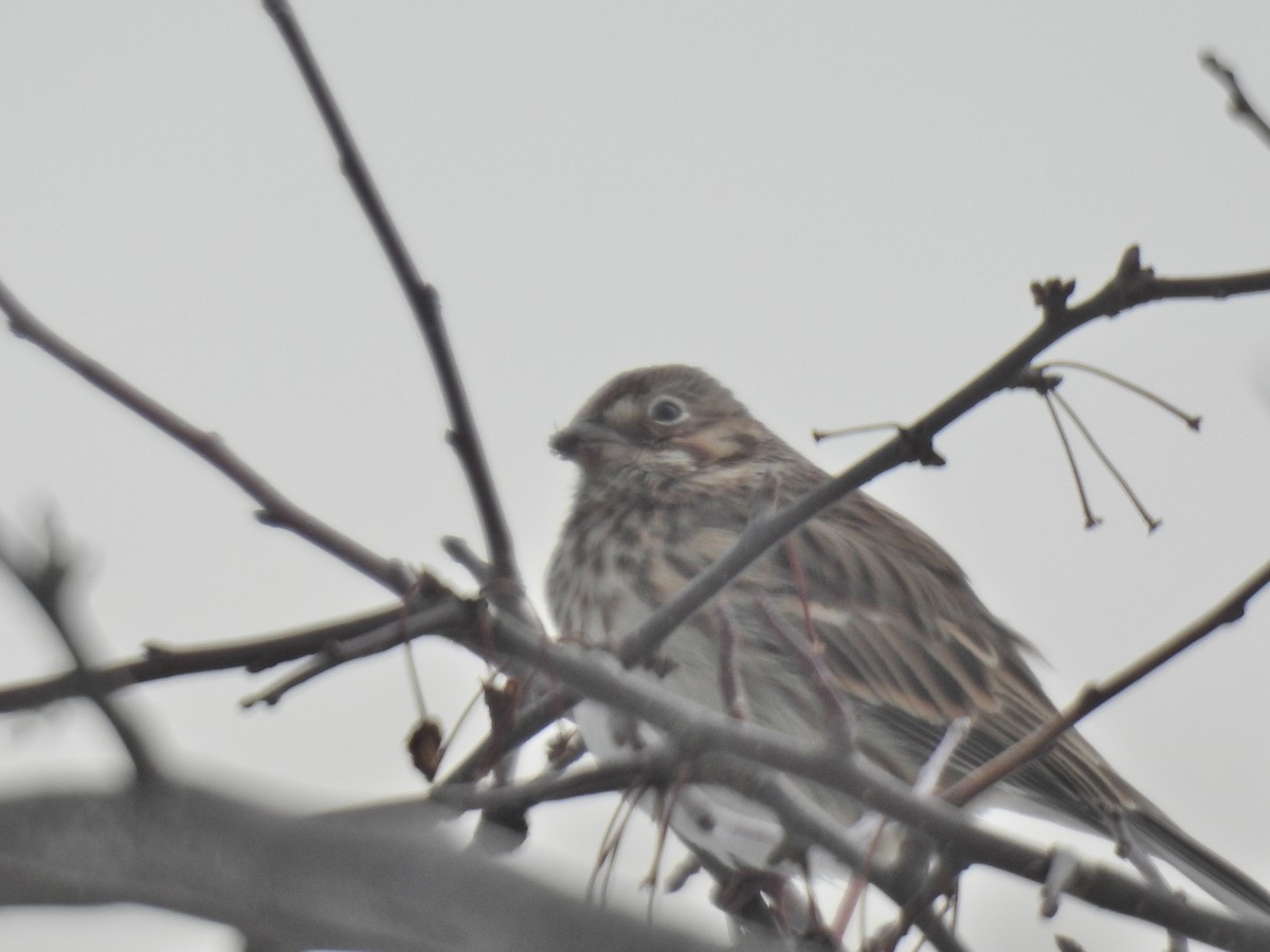 Пасовник польовий - ML650389608