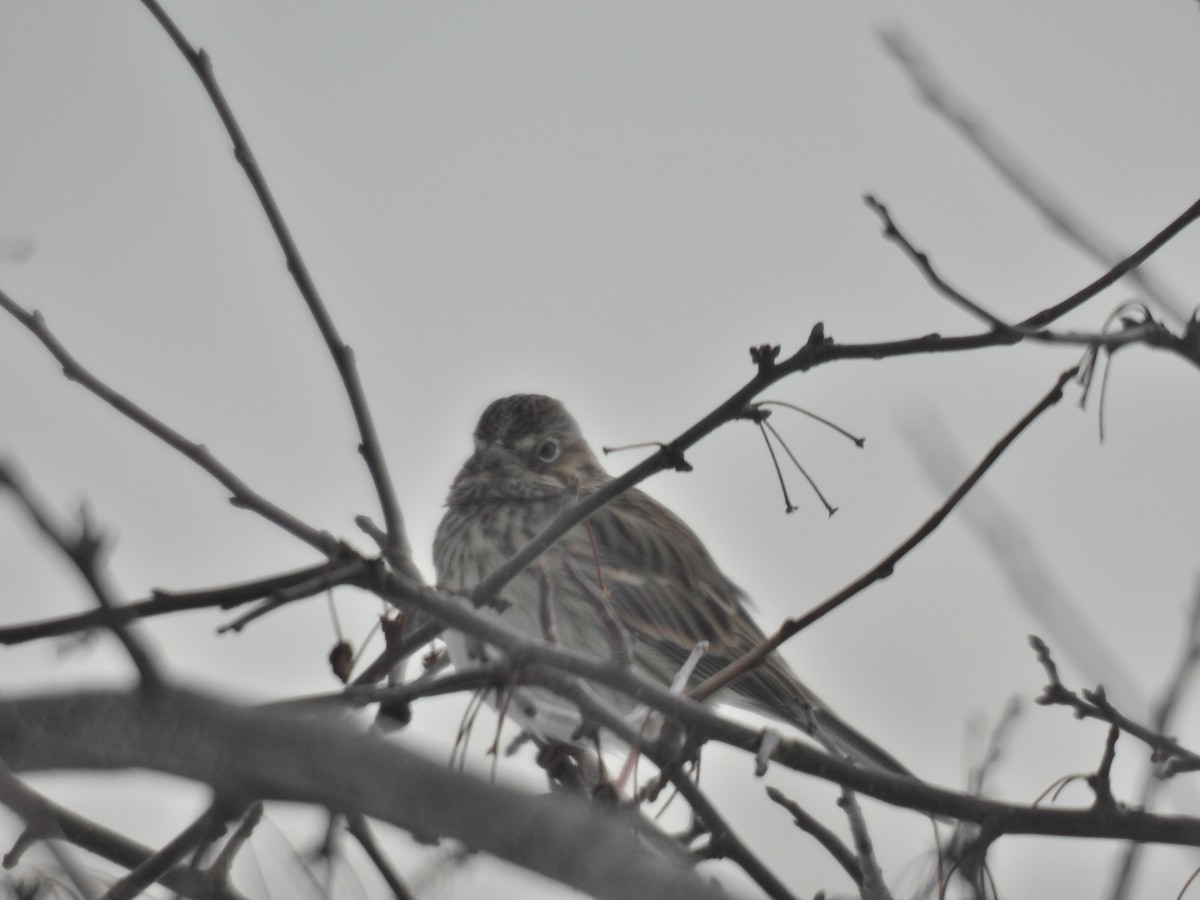 Пасовник польовий - ML650389609