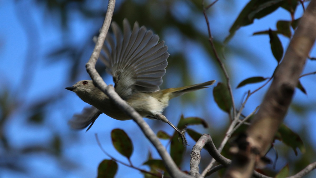 Golden Whistler - ML65038981