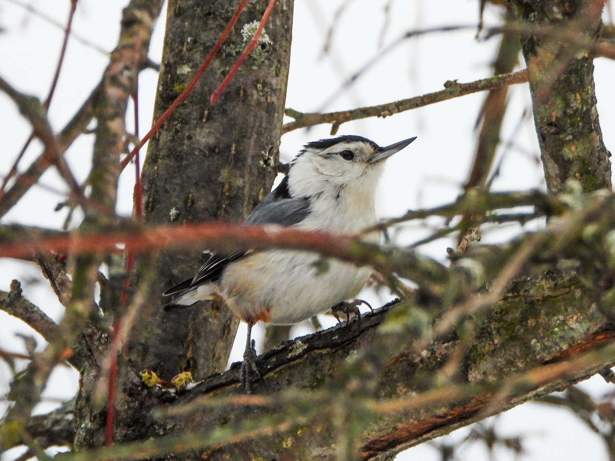 White-breasted Nuthatch - ML650390373