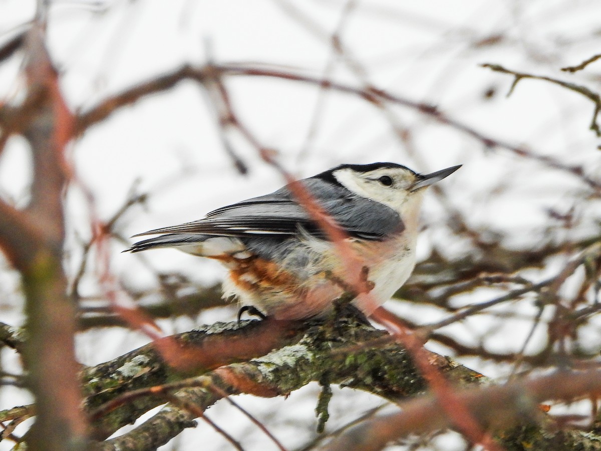 White-breasted Nuthatch - ML650390376