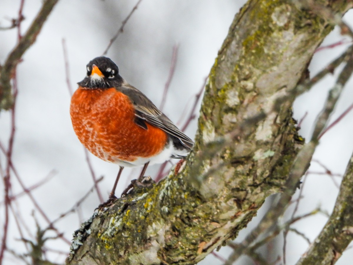 American Robin - ML650390387