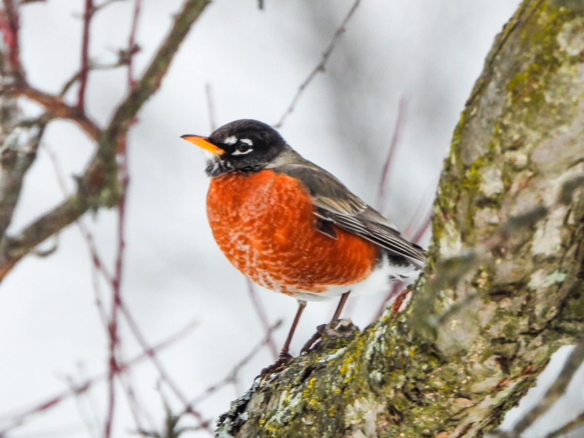 American Robin - ML650390388