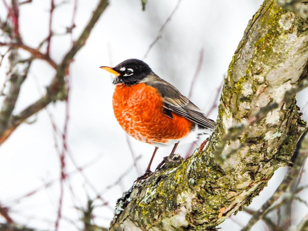 American Robin - ML650390389