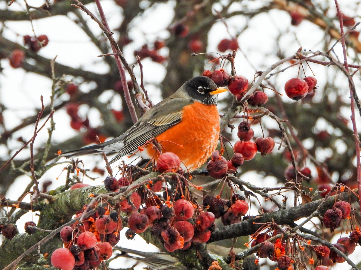 American Robin - ML650390390