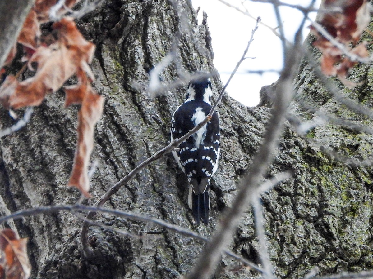 Hairy Woodpecker - ML650390415