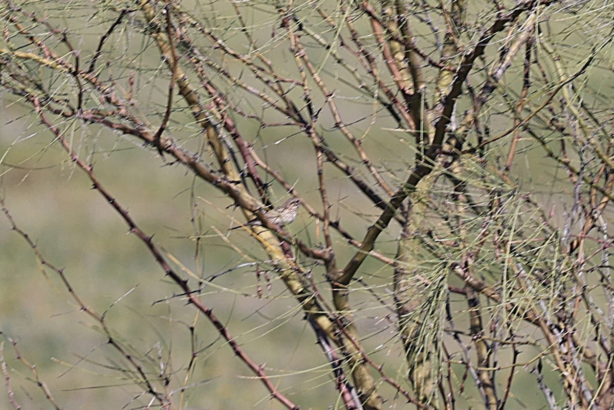 Пасовник польовий - ML650390472