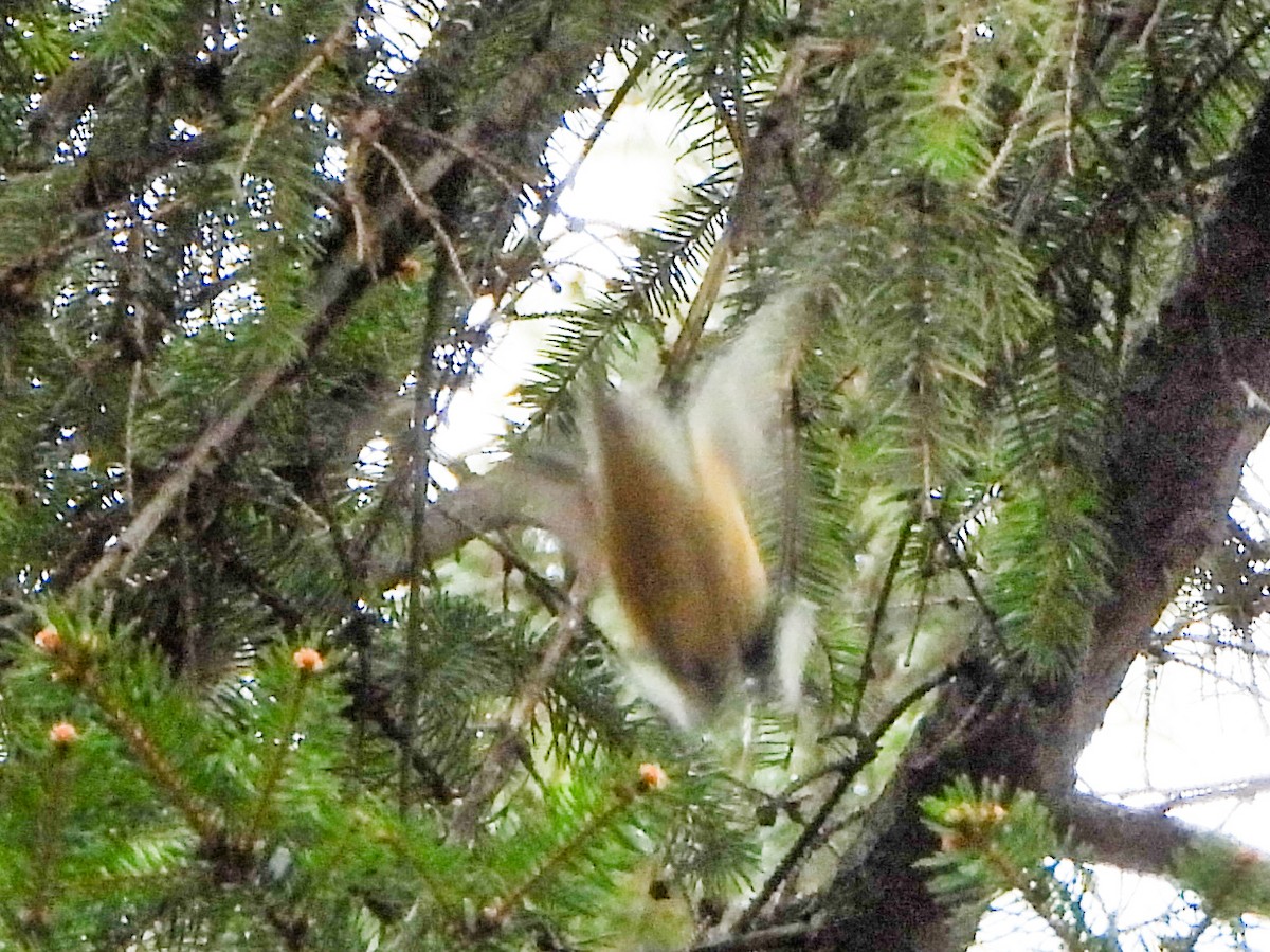 Red-breasted Nuthatch - ML650390476