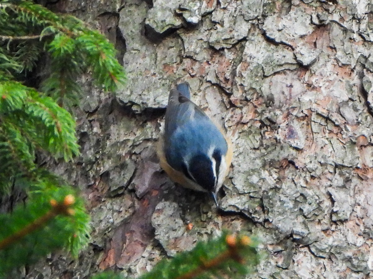 Red-breasted Nuthatch - ML650390477