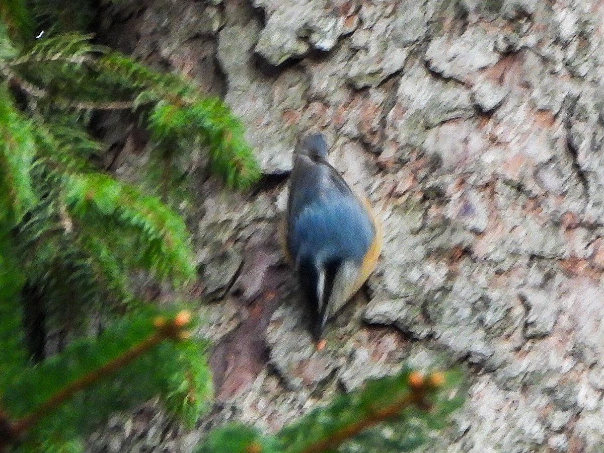 Red-breasted Nuthatch - ML650390478