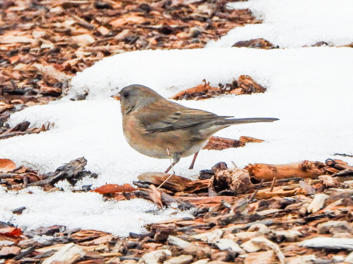 Dark-eyed Junco - ML650390489