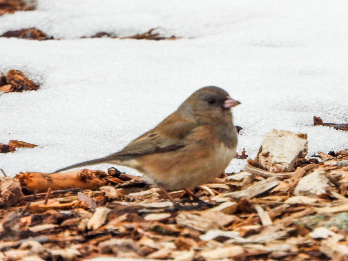 Dark-eyed Junco - ML650390498