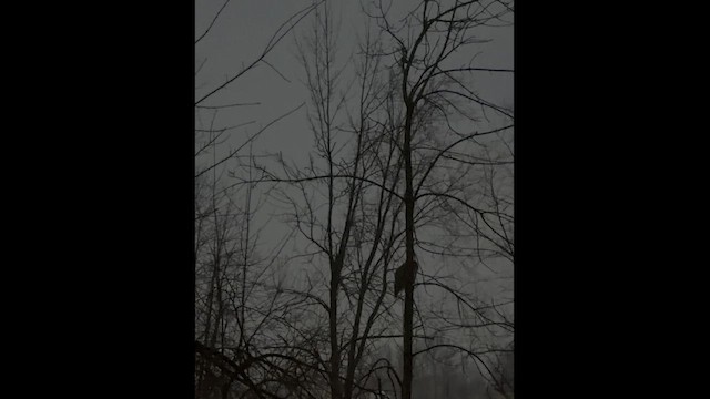 owl sp. - ML650390640