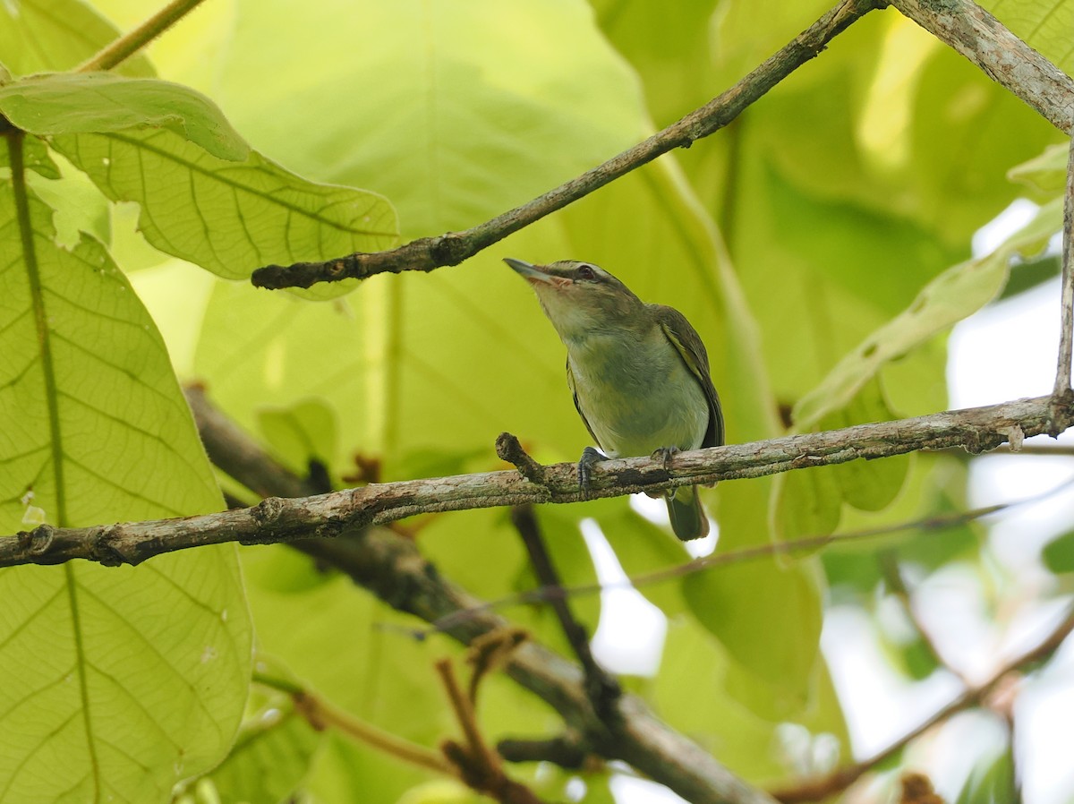 Red-eyed Vireo - ML650390778
